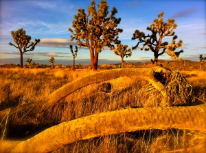 find a state park of some sort and get these views, boulder and climb